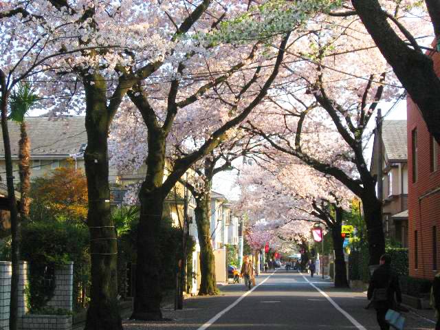 成城学園横の通りの桜並木は「世田谷百景」に選出されるほど